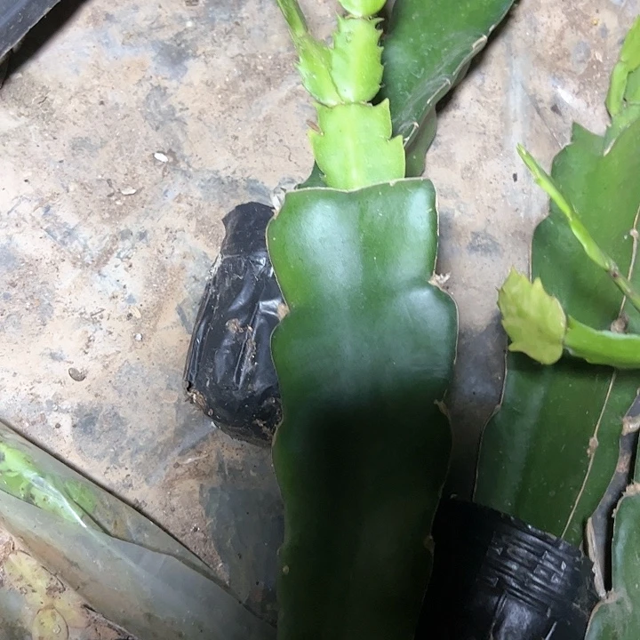 泽娜小破苗带盆发货