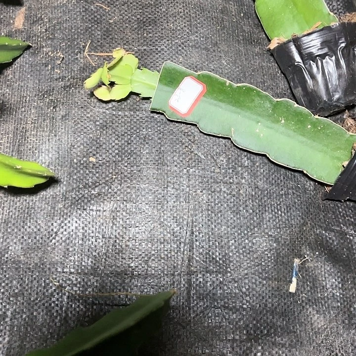 061嫁接小苗带盆发货23-8