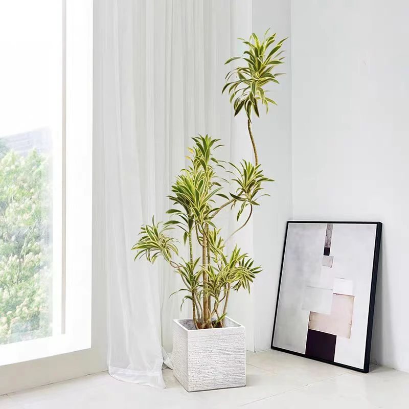 金边小叶簕竹百合竹真绿植室内客厅家庭大型网红植物好养老桩造型