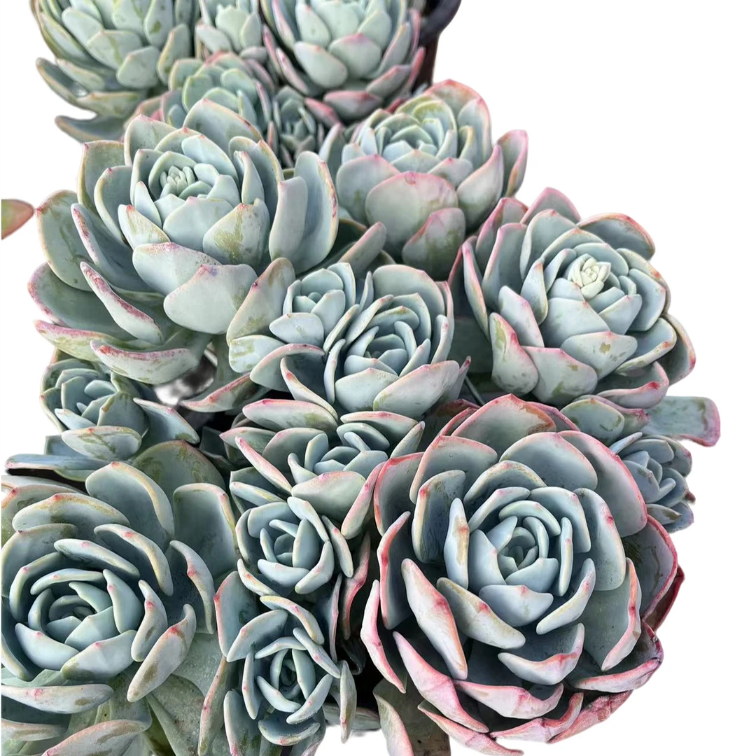 精品多肉大白月光