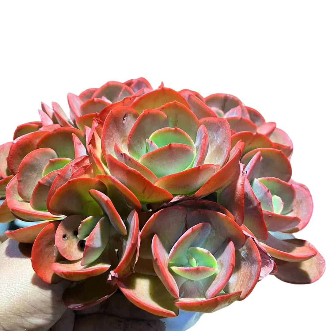 精品多肉 秀妍玫瑰