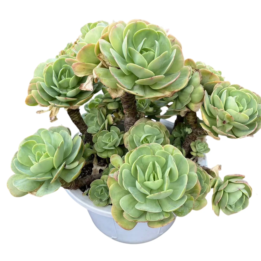 精品多肉     超大碧桃