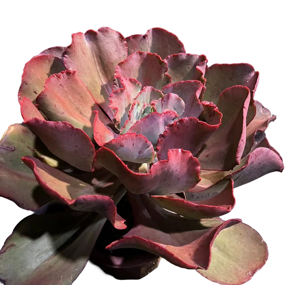 精品多肉  秀妍玫瑰