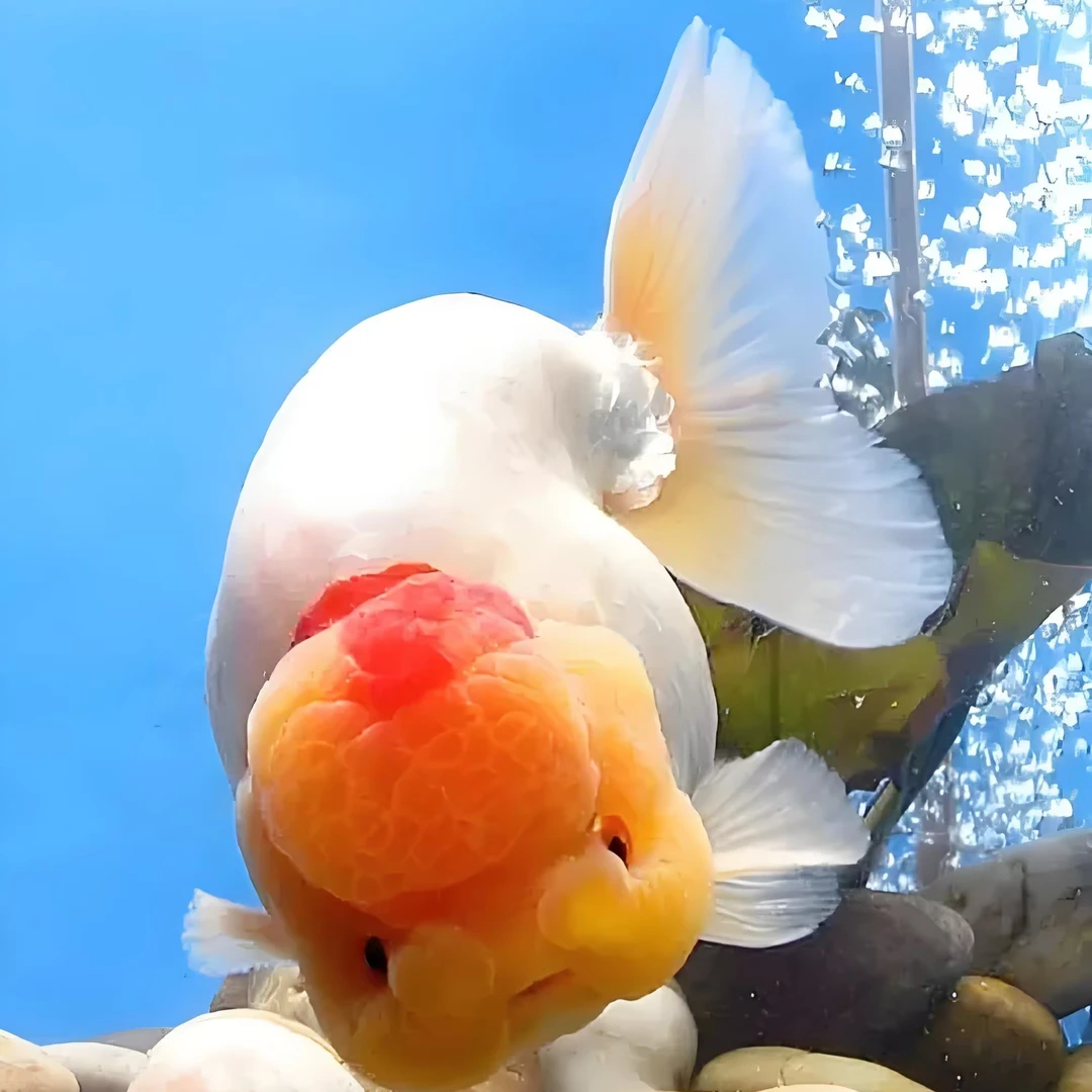 精品兰寿泰狮玛丽 包邮包活到家 鱼到家录开箱视频 无视频不售后