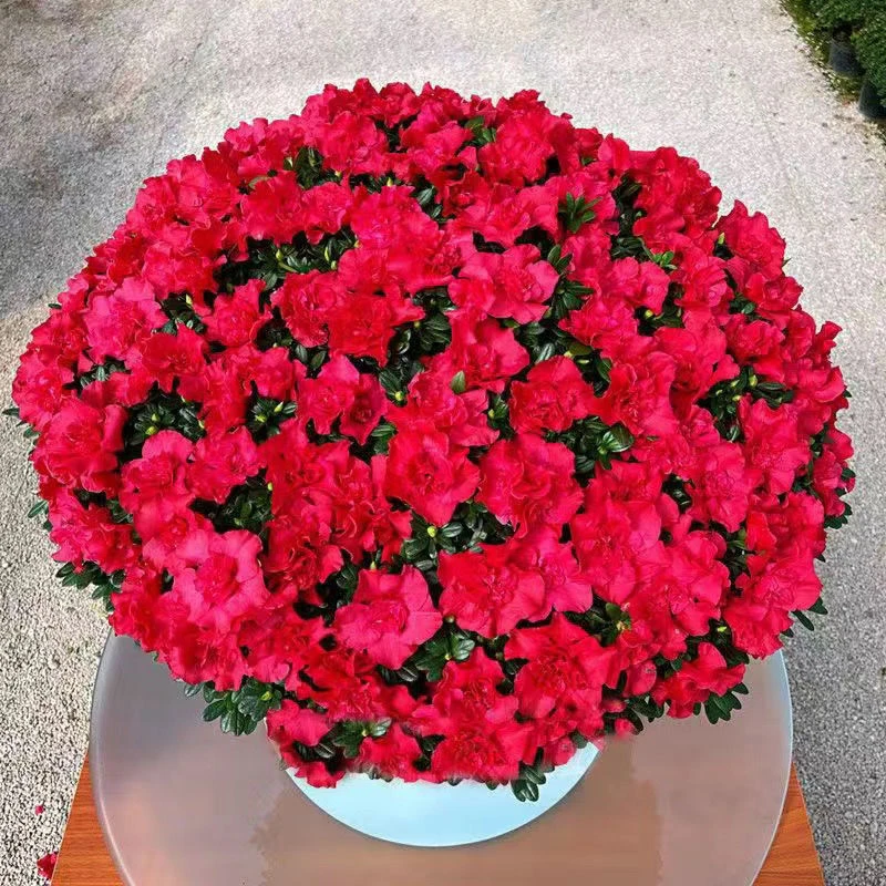 (一物一拍)精品中国红杜鹃带花苞发货室内外好养易活原盆基地