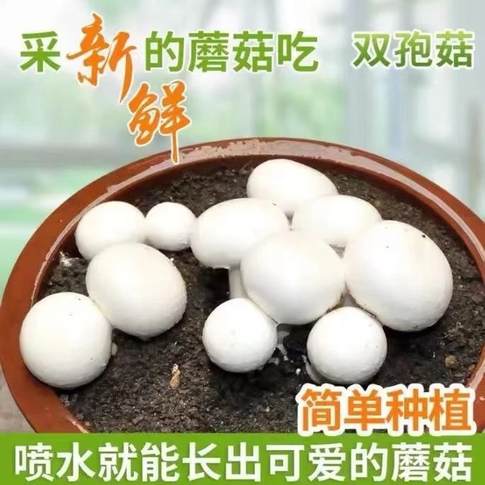 双孢菇菌种家种白蘑菇菌种子食用菌盆栽阳台盆景四季种植菌种包