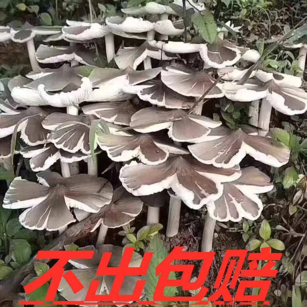 云南特产鸡枞菌种包培育伞把菇三塔菌荔枝菌人工庭院菌包户外种植