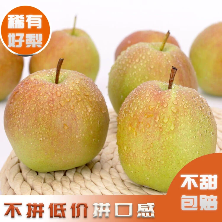正宗玉露香梨鲁山应季水果产地直发新鲜梨子脆甜酥梨5斤非秋月梨
