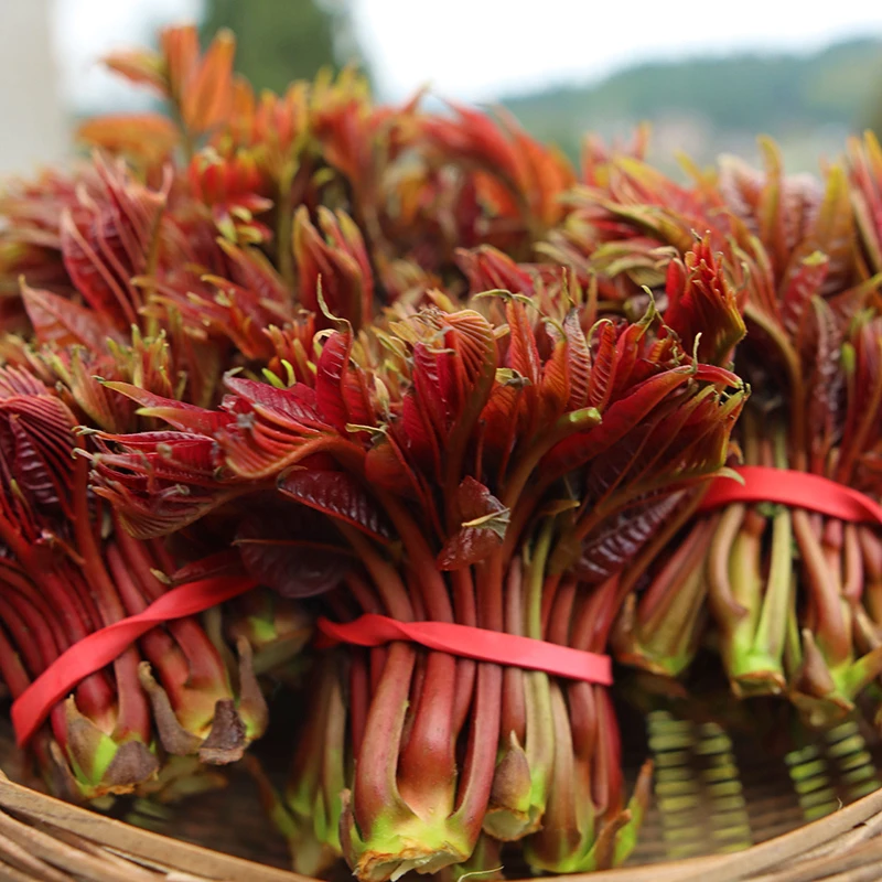 【顺丰冷链-坏了包赔】四川当季鲜嫩香椿芽头茬红油香椿