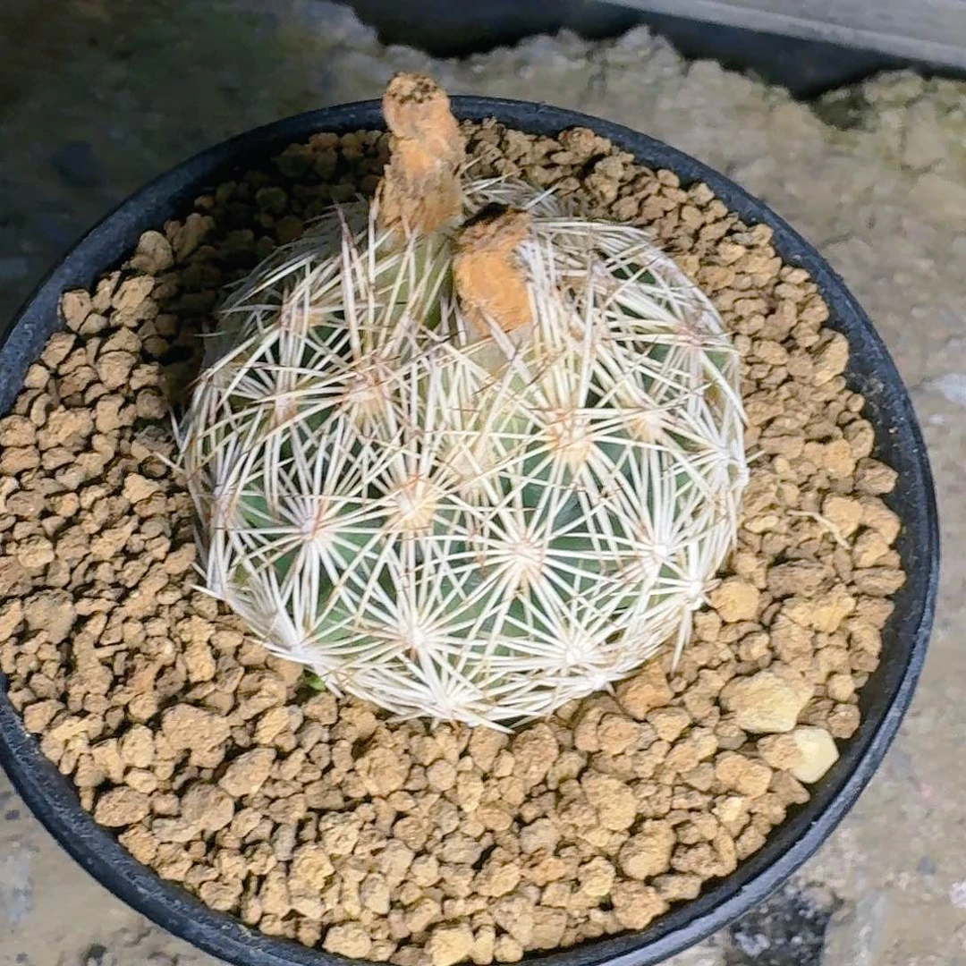 直播间，多喝水弟弟，专拍