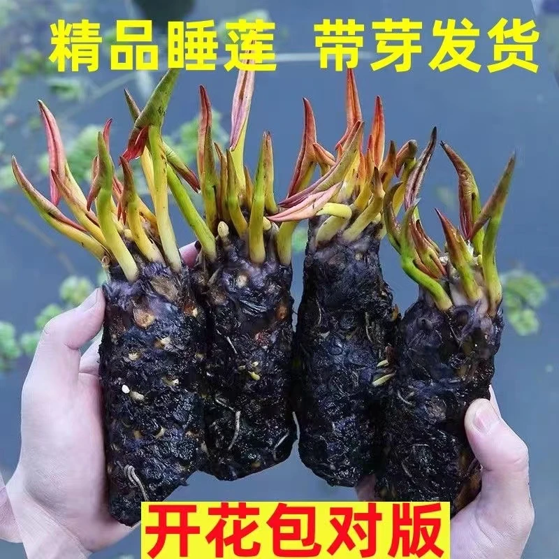 精品四季大睡莲根块水养睡莲水养大根块莲花荷花水培植物池塘鱼缸