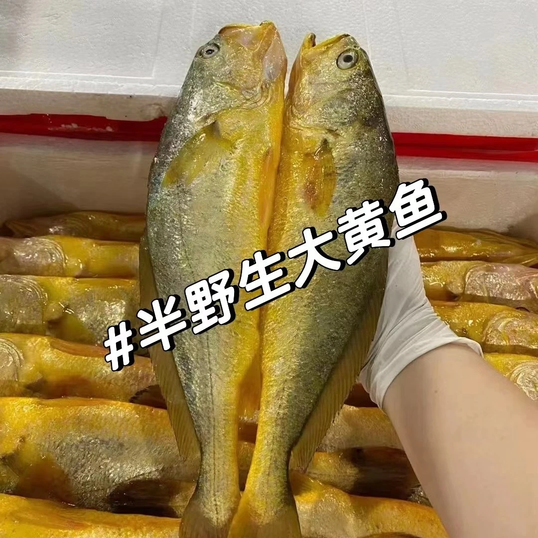 半野大黄鱼