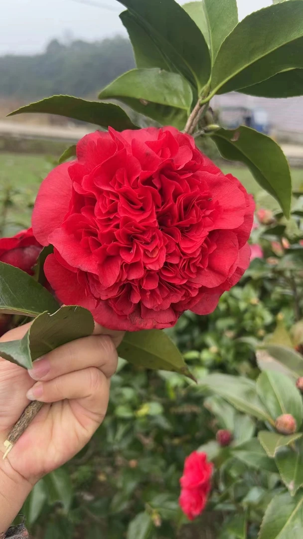 云斑大元帅茶花巨型花浓香型