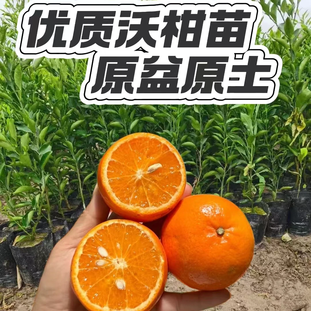 【带土发货】高产沃柑苗嫁接苗带土杯发货南方种植庭院地载盆栽沃柑