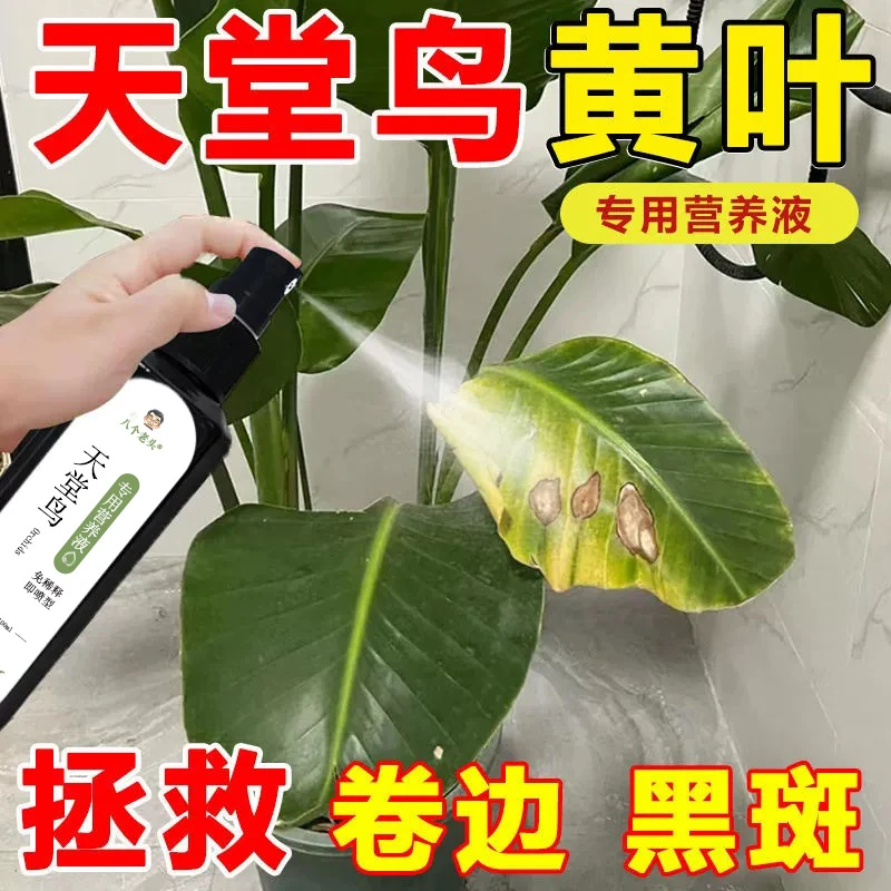 天堂鸟专用免稀释直喷营养液100ml减轻黄叶卷边根部枯萎