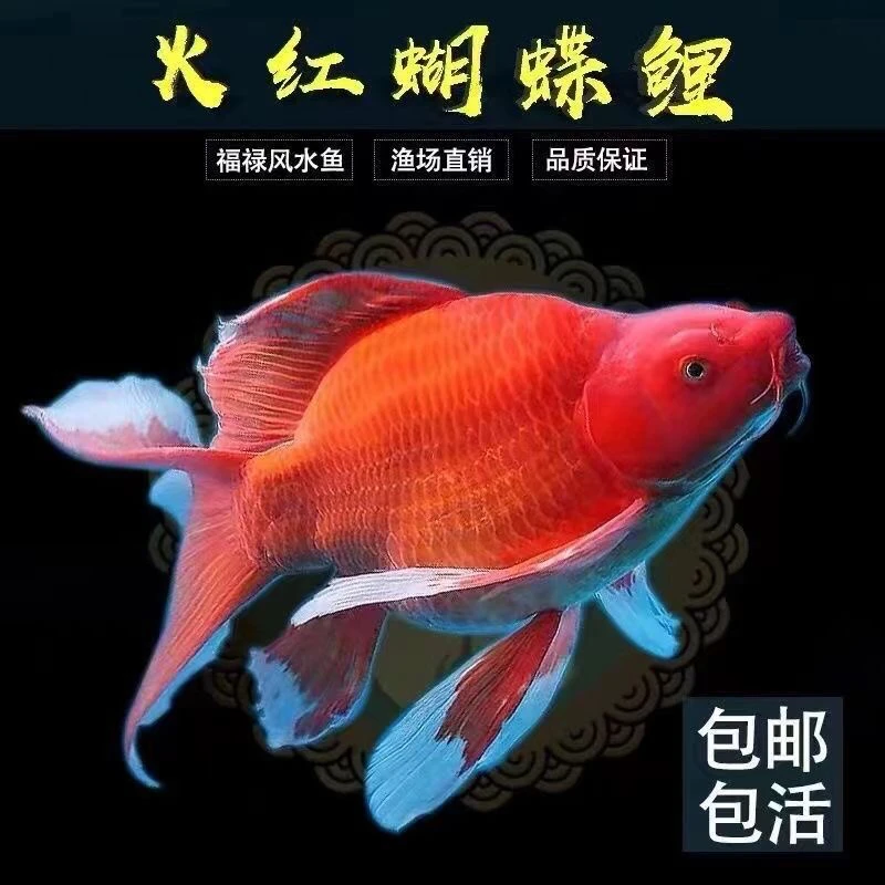 蝴蝶鲤观赏鱼冷水鱼 飘逸 大鳍大尾