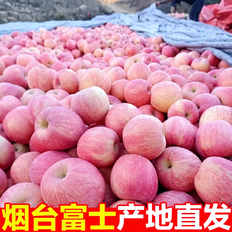4.5斤山东烟台红富士苹果水果批发整箱产地直发栖霞丑苹果红苹果