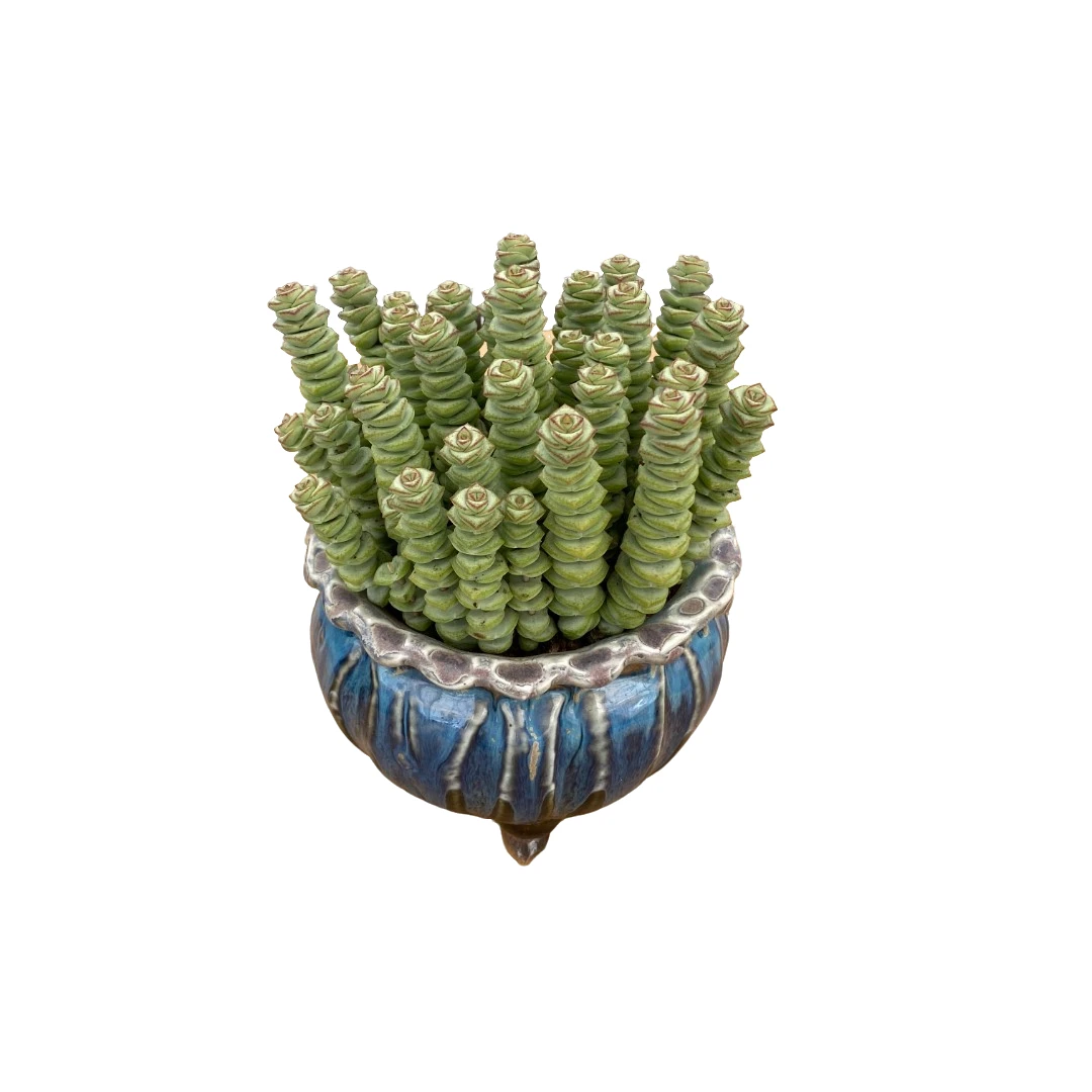 精品钱串散群（100杯）多肉植物【满19元包邮】【10cm冠幅起基地直发】