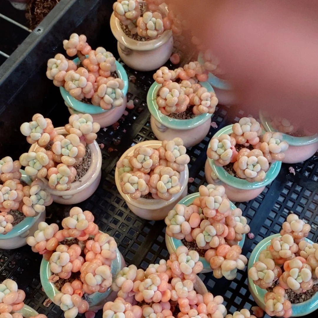 洛可可4～5厘米冠幅1颗带盆带土