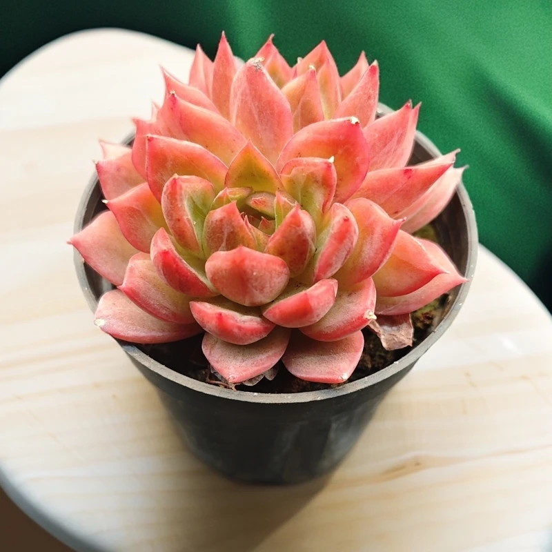 花歌（60杯）多肉植物【满19元包邮】【6cm冠幅起基地直发】