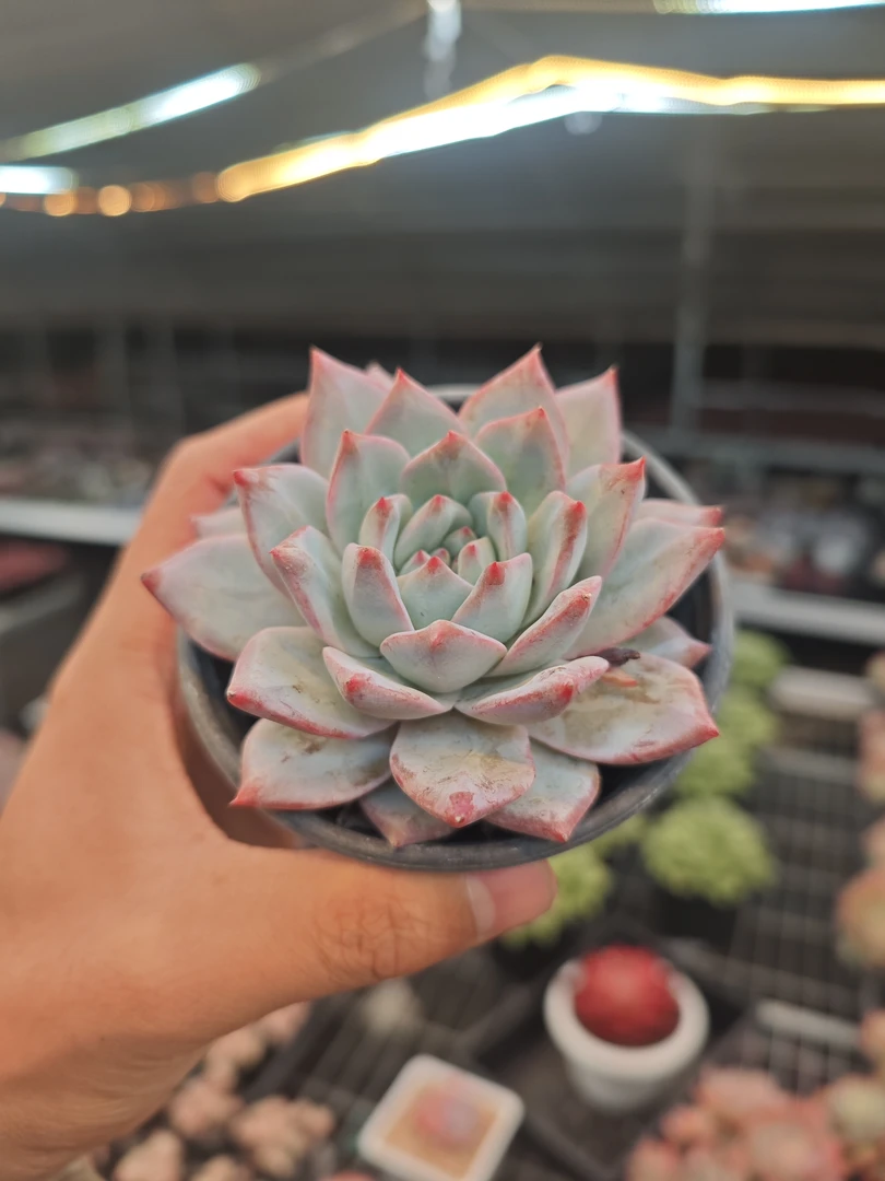 粉蓝鸟（80盆）多肉植物【满19元包邮】【8cm冠幅起基地直发】