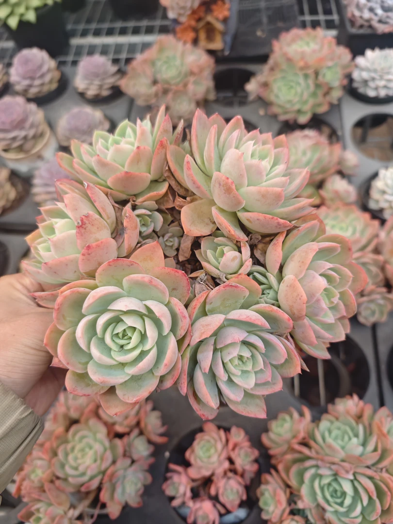 丝绸面纱（100杯）多肉植物【满19元包邮】【10cm冠幅起基地直发】