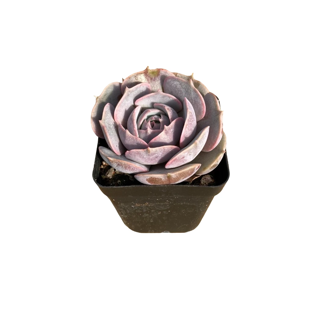 露娜莲（70方杯）多肉植物【满19元包邮】【6cm冠幅起基地直发】