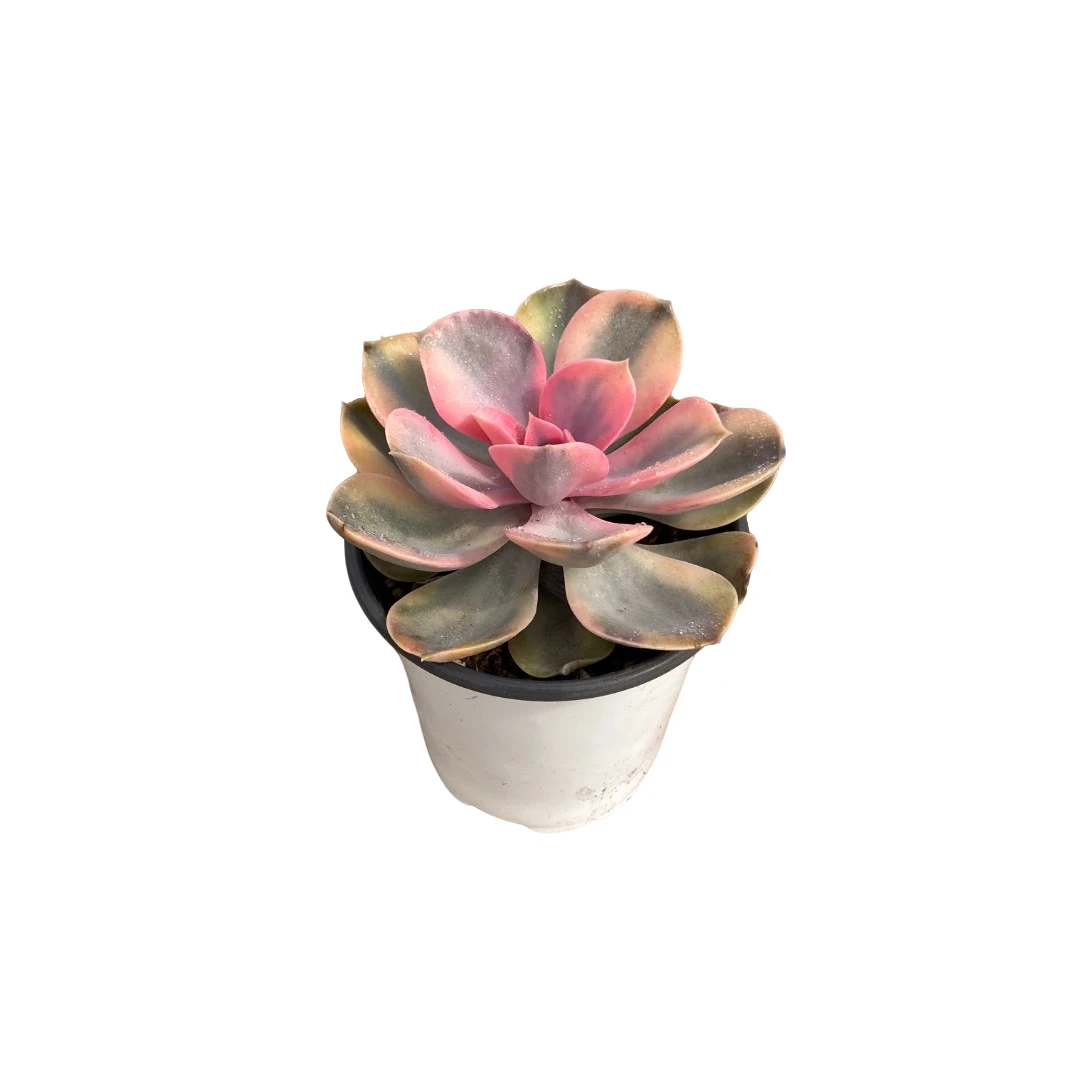 精品彩虹 （90杯）多肉植物【满19元包邮】（9cm冠幅起）基地直发