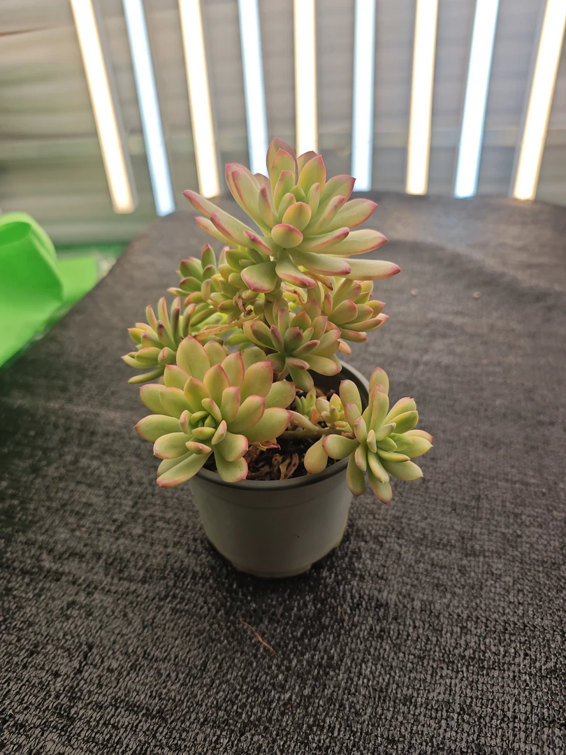 小叮当锦（100圆杯）多肉植物【满19元包邮】【10cm冠幅起基地直发】