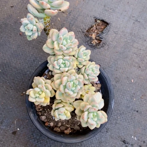 熙**熙劳尔锦一物一拍一颗