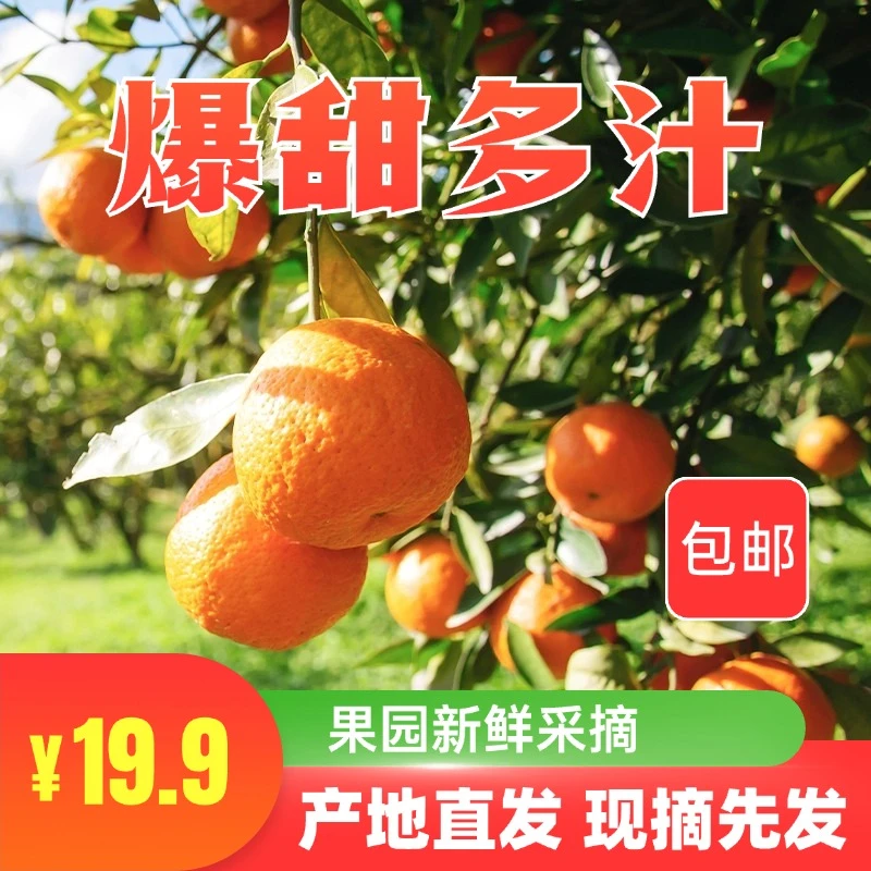 【优良中果砂糖橘】优选精选砂糖橘现摘4.5-5斤含泡沫箱