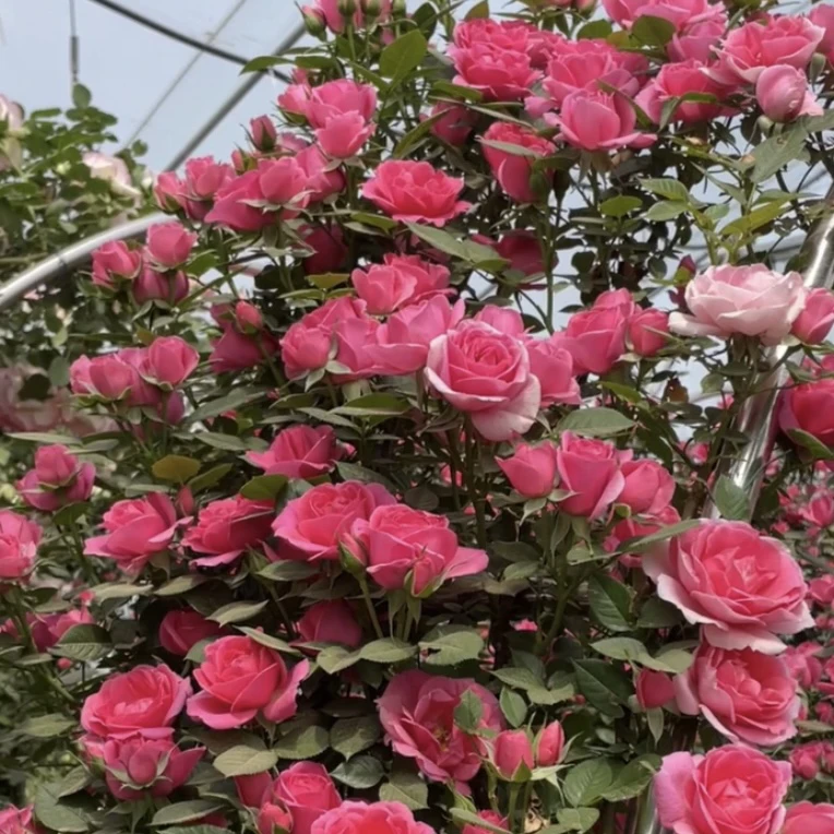 嬉皮士星星藤本月季大苗 多头爆花 阳台庭院种植爬墙月季星花怒放