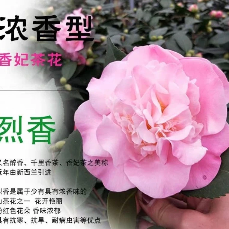 香妃茶花 山茶花花苗带花苞 室内好养 原盆原土发货