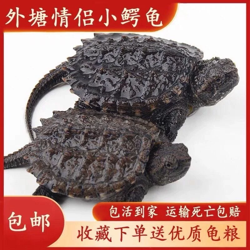 北美小鳄龟活物宠物龟杂佛食肉龟外塘冷水小乌龟