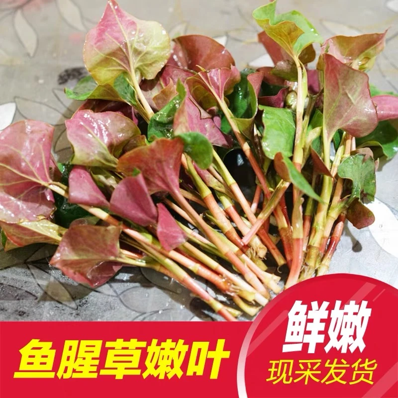 【顺丰包邮】折耳根叶新鲜现摘鱼腥草嫩芽嫩叶四川新鲜节节折耳根叶