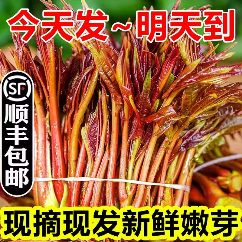 【顺丰包邮】头茬香椿芽云南红油香椿新鲜采摘农家特产香椿芽