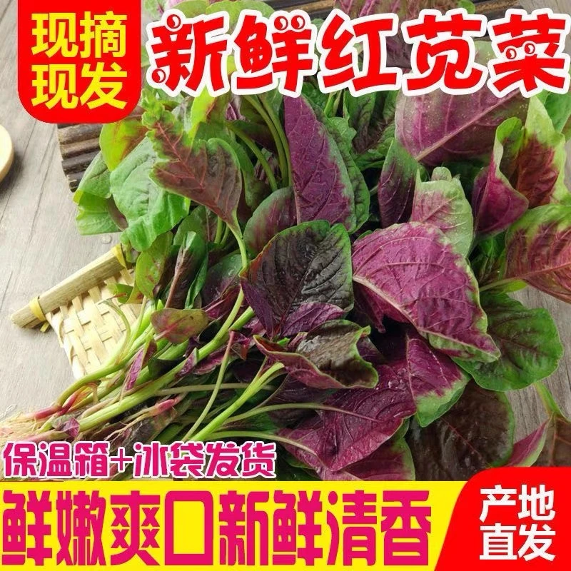 新鲜红苋菜1-4斤新鲜嫩叶清香爽口山东红叶蔬菜现摘现发红旱菜