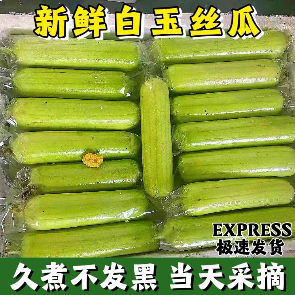 湖南白玉丝瓜新鲜现摘奶油白玉短棒肉丝瓜香甜滑嫩白玉肉丝瓜