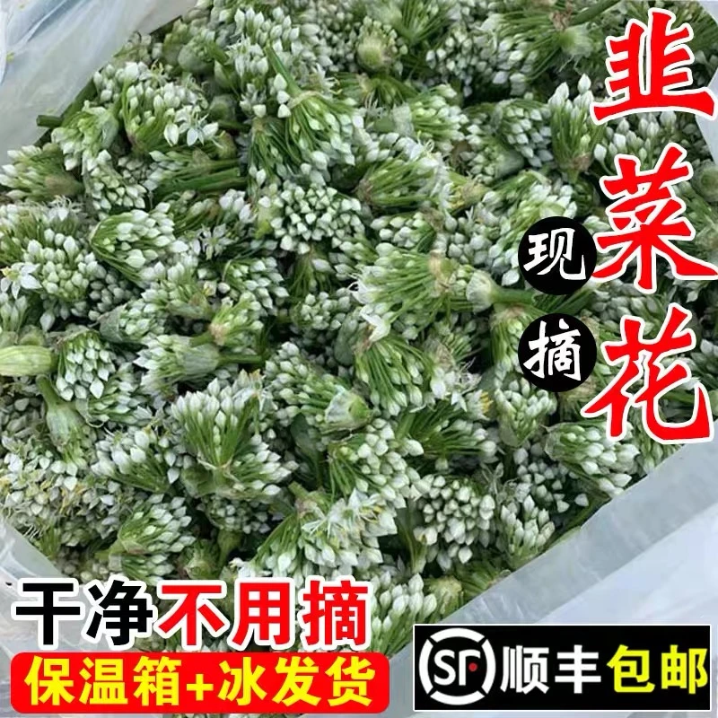 【顺丰包邮】25年头茬新鲜韭菜花摘现发嫩韭花花朵苞腌制韭花酱原料