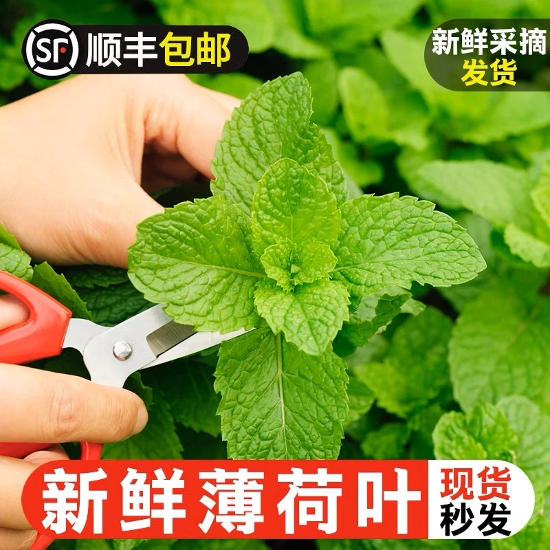新鲜薄荷叶100g可食用泡水调酒鸡尾酒烘焙酒吧专用留兰香薄荷叶子