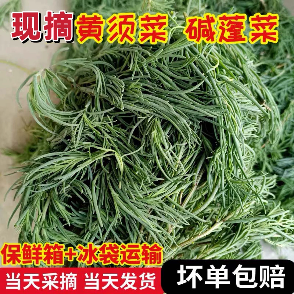 2024年头茬新鲜采摘黄须菜盐碱地碱蓬菜包饺子馅涮肉可凉拌1-3斤