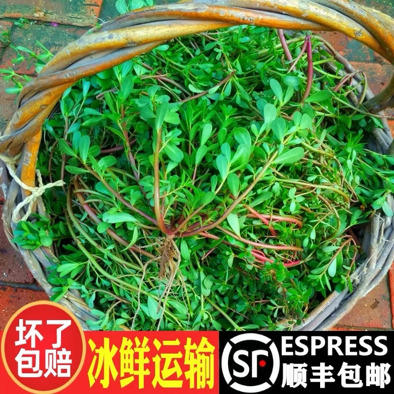 【顺丰包邮】现挖马齿苋新鲜鲜嫩美味长寿菜马齿菜马蜂菜蚂蚱菜