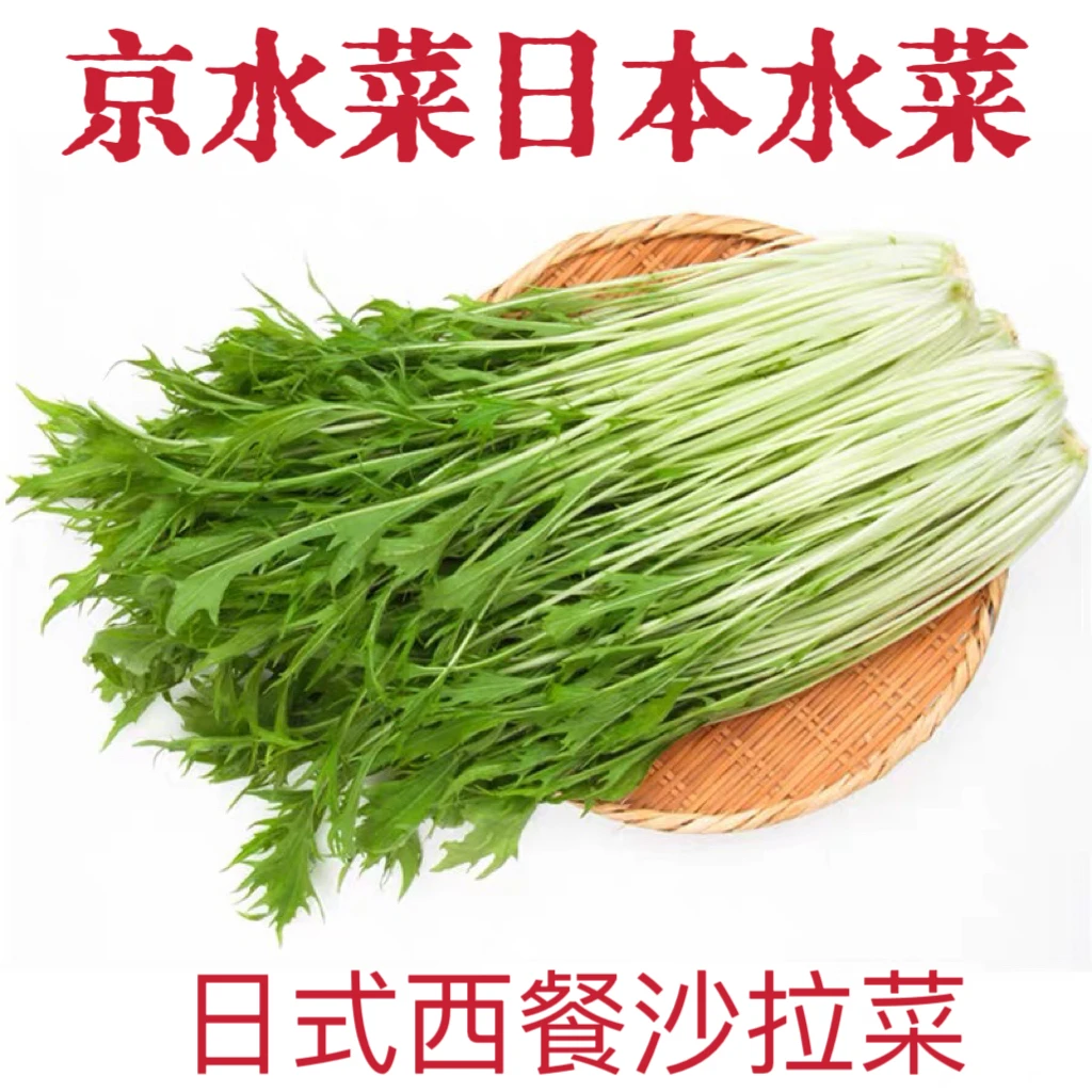 【顺丰包邮】日式沙拉菜日本水菜京水菜新鲜鲜嫩水晶菜西餐沙拉蔬菜