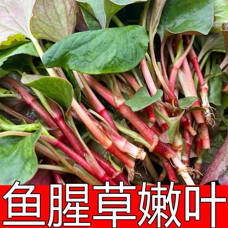 【顺丰包邮】折耳叶新鲜现摘现挖四川鱼腥草叶子折耳根叶子节节根