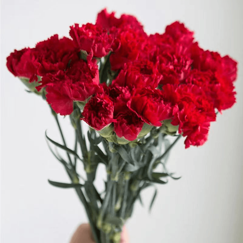红色康乃馨水养插花鲜切花昆明基地现采直发包邮