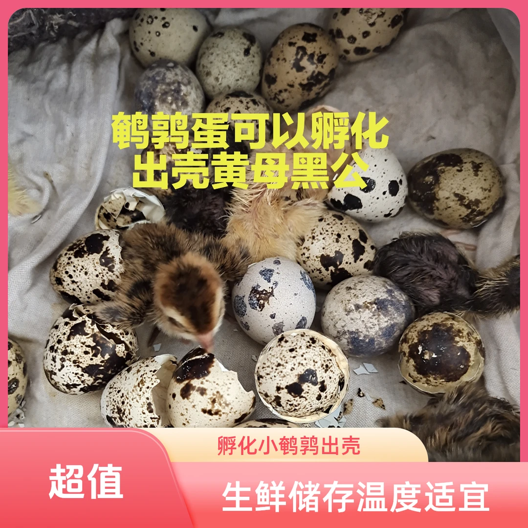 鹌鹑蛋可以孵化小鹌鹑出壳黄母黑公30个送 5个防止破碎的