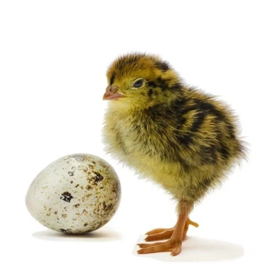 鹌鹑受精种蛋可以孵化小鹌鹑黄羽母黑羽公10个送5个路损