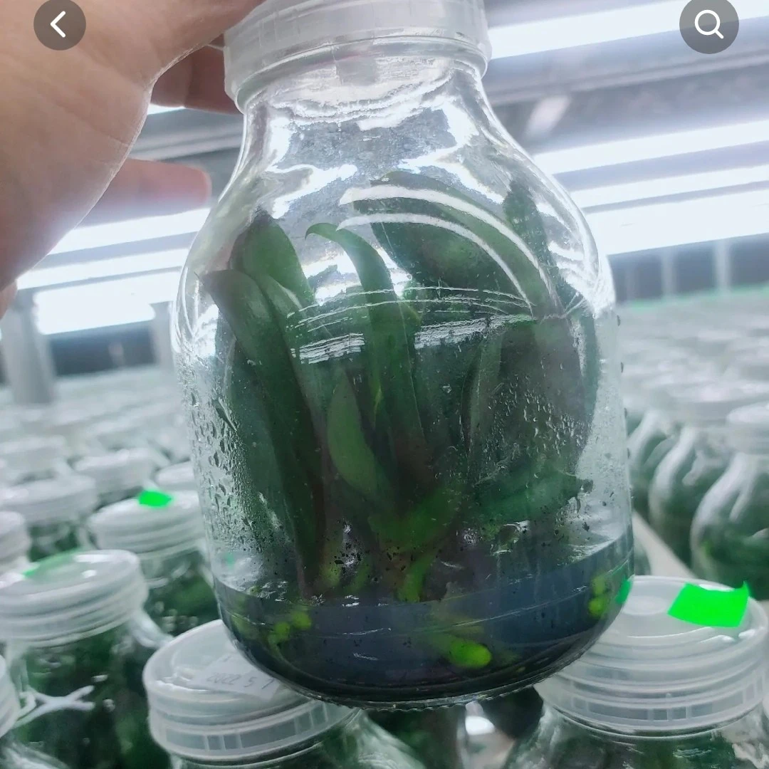 蝴蝶兰【瓶苗】每瓶11株  对版发货，适合学校科研研究