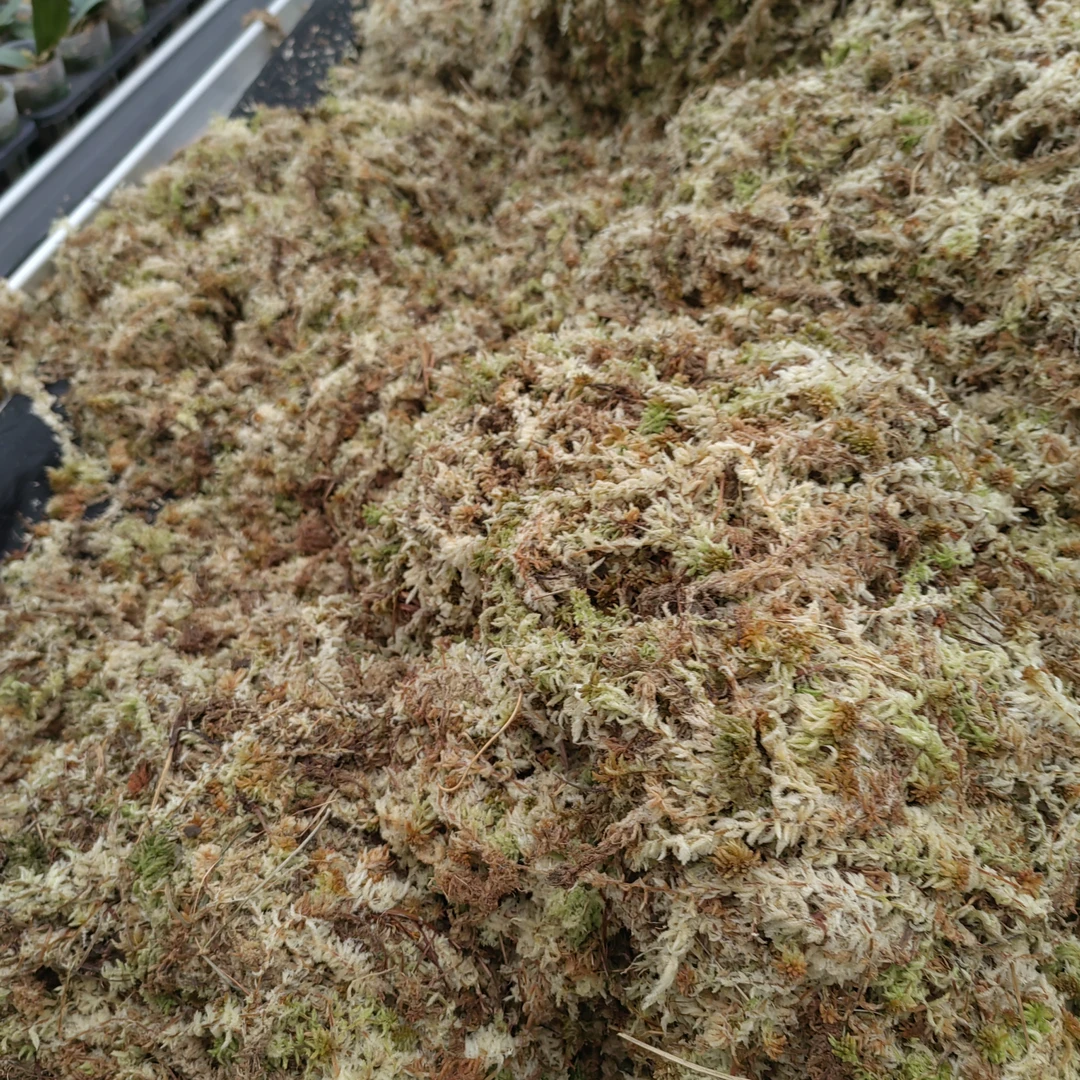 蝴蝶兰兰花植料【水苔】升杯专用水苔100克