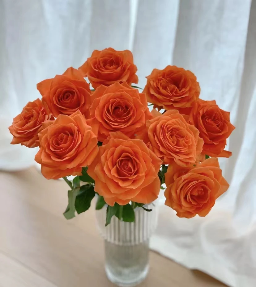 方德品牌橘珊瑚20枝，橘黄色调色稀有品种，2度以下必拍保温棉